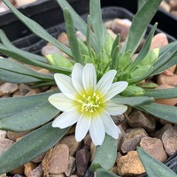 Lewisia nevadensis 'Alba'